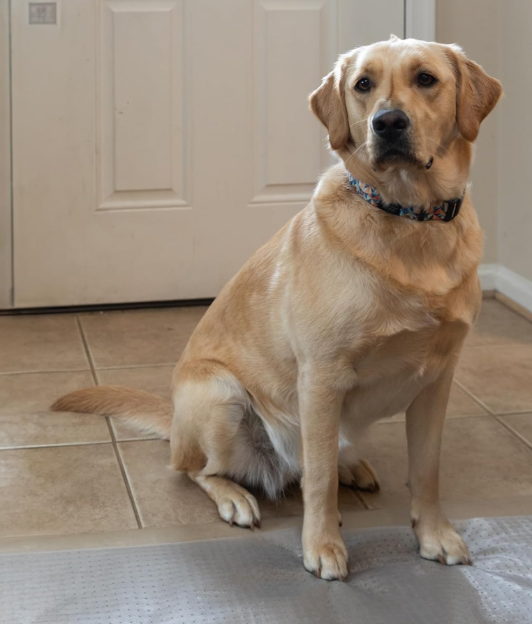 HugsandTails Pet Carpet Protector - Doorway Damage Deterrent and Scratch-Stopper for Cats Dogs and Pets Heavy-Duty PVC Runner Cut to Fit Clear 15 Inches x 48 Inches